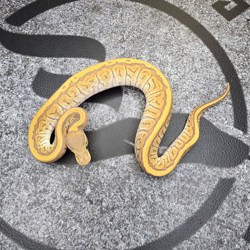 25 Mojave Pin Hypo het DG male