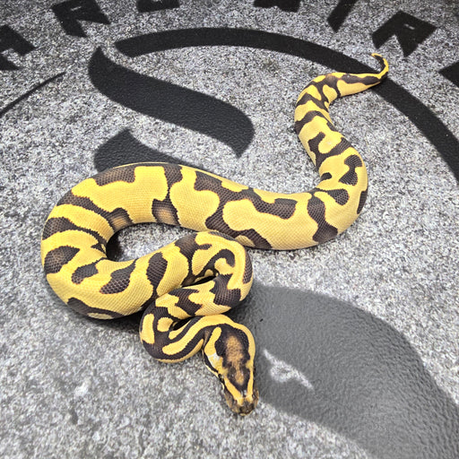 25 Chocolate Enchi Leopard DG 50% het Hypo female