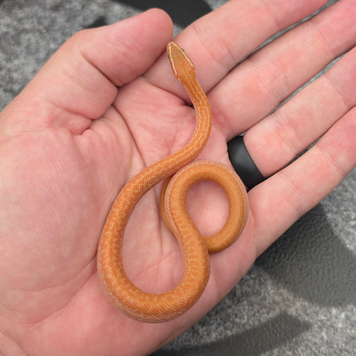 26 62.5%KZN Red Tpos Albino female 19F7