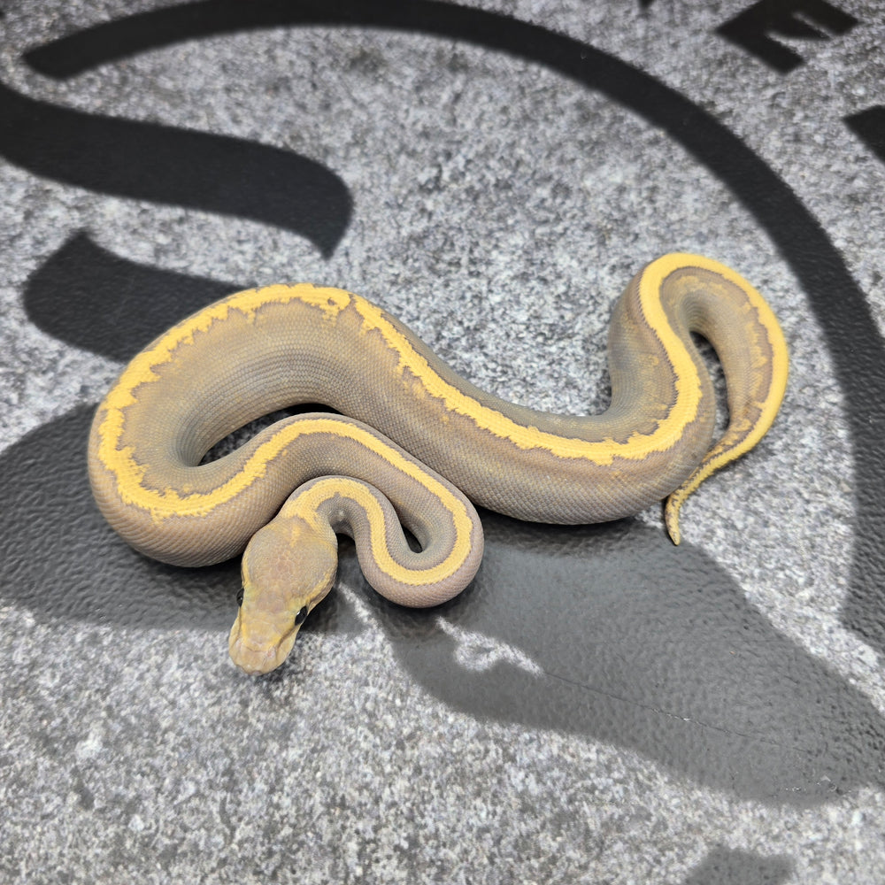 26 Acid GHI Mojave Hypo female