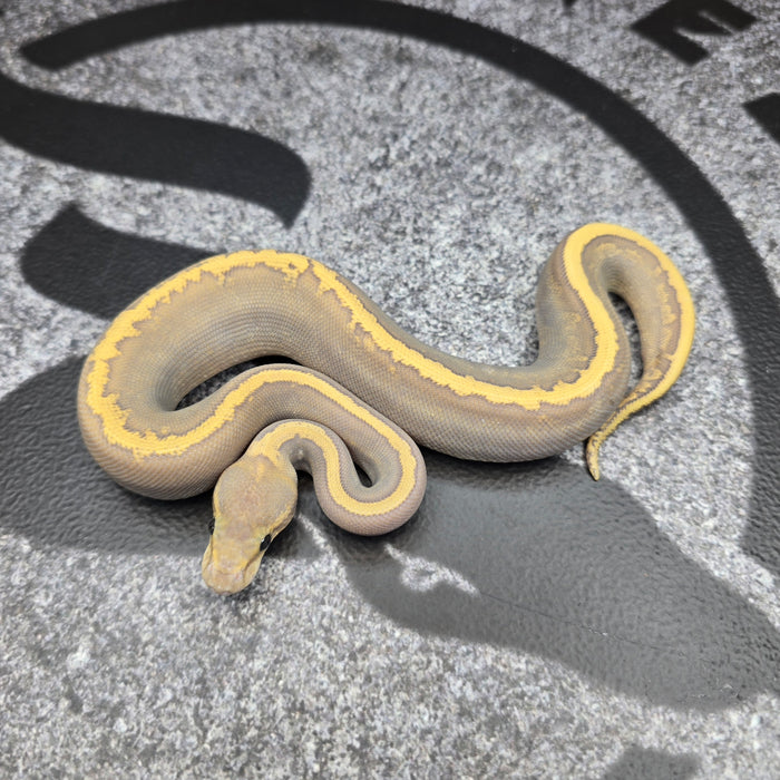 26 Acid GHI Mojave Hypo female