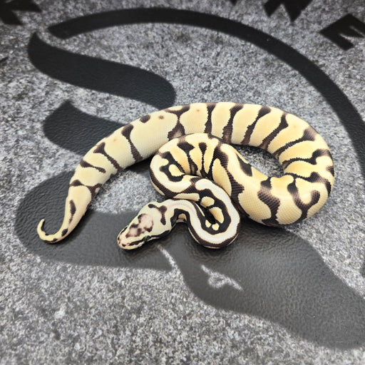 25 Pastel Enchi Spotnose Striker DG 66% het Hypo female