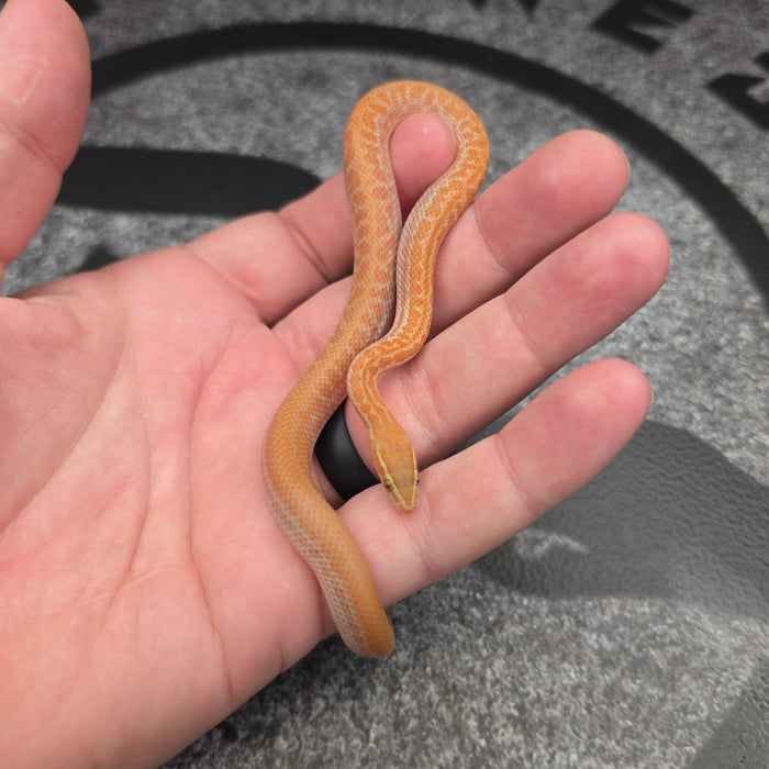 26 Tpos het Blue Eye 50% het Hypo male 09M1
