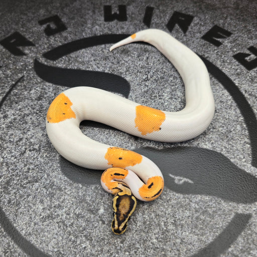 Super OD Pied het Hypo female