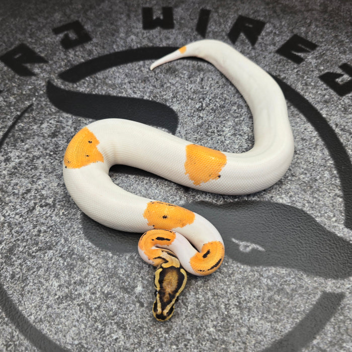 Super OD Pied het Hypo female