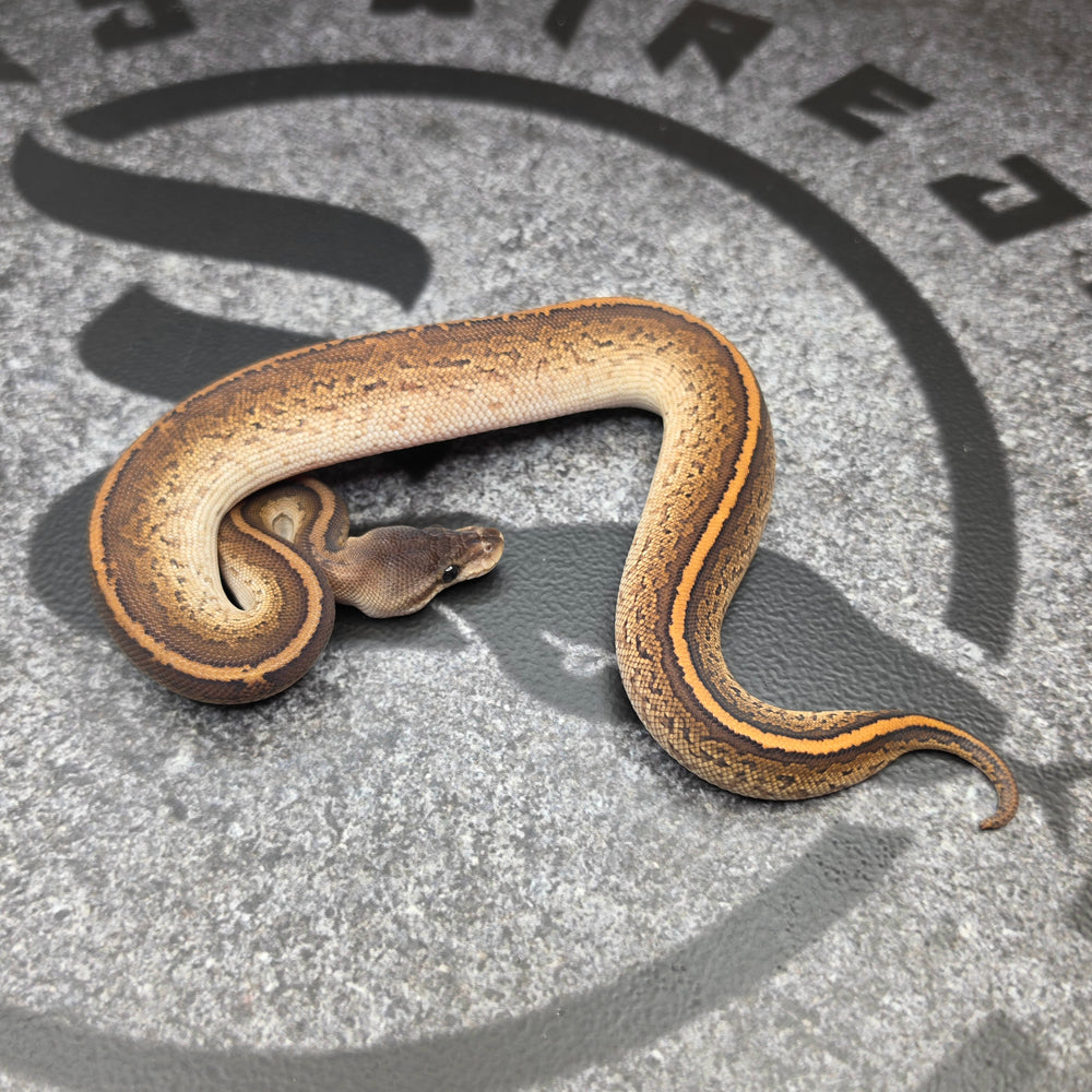 26 BlackHead Black Pastel Pinstripe het Hypo het Paint female
