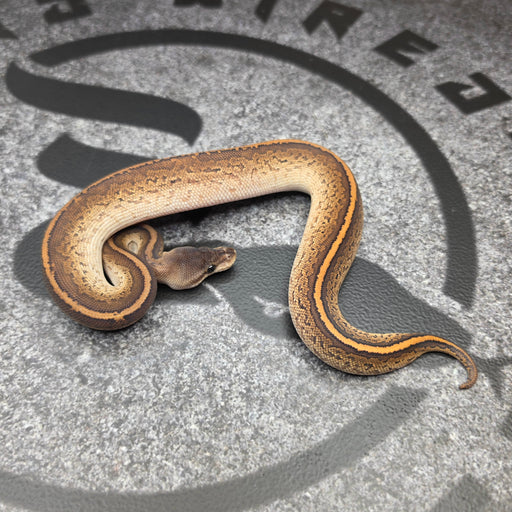 26 BlackHead Black Pastel Pinstripe het Hypo het Paint female
