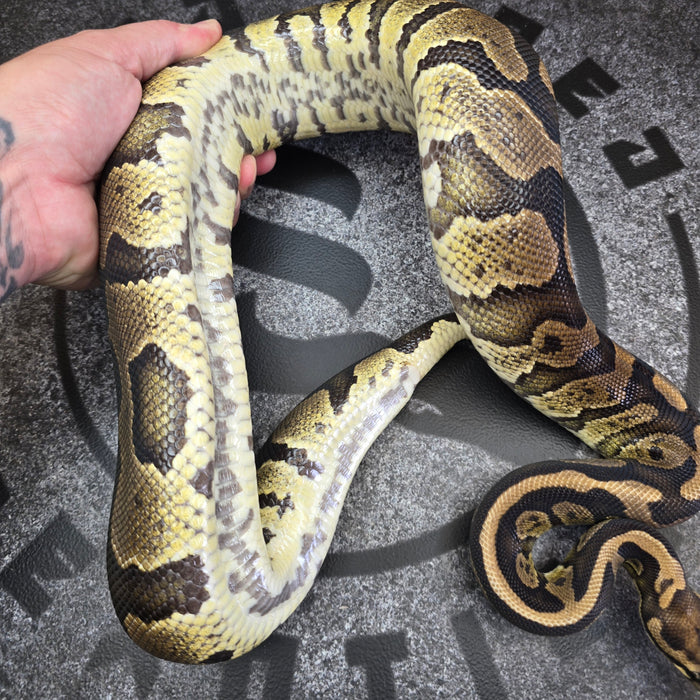 Proven Breeder Acid het Hypo female