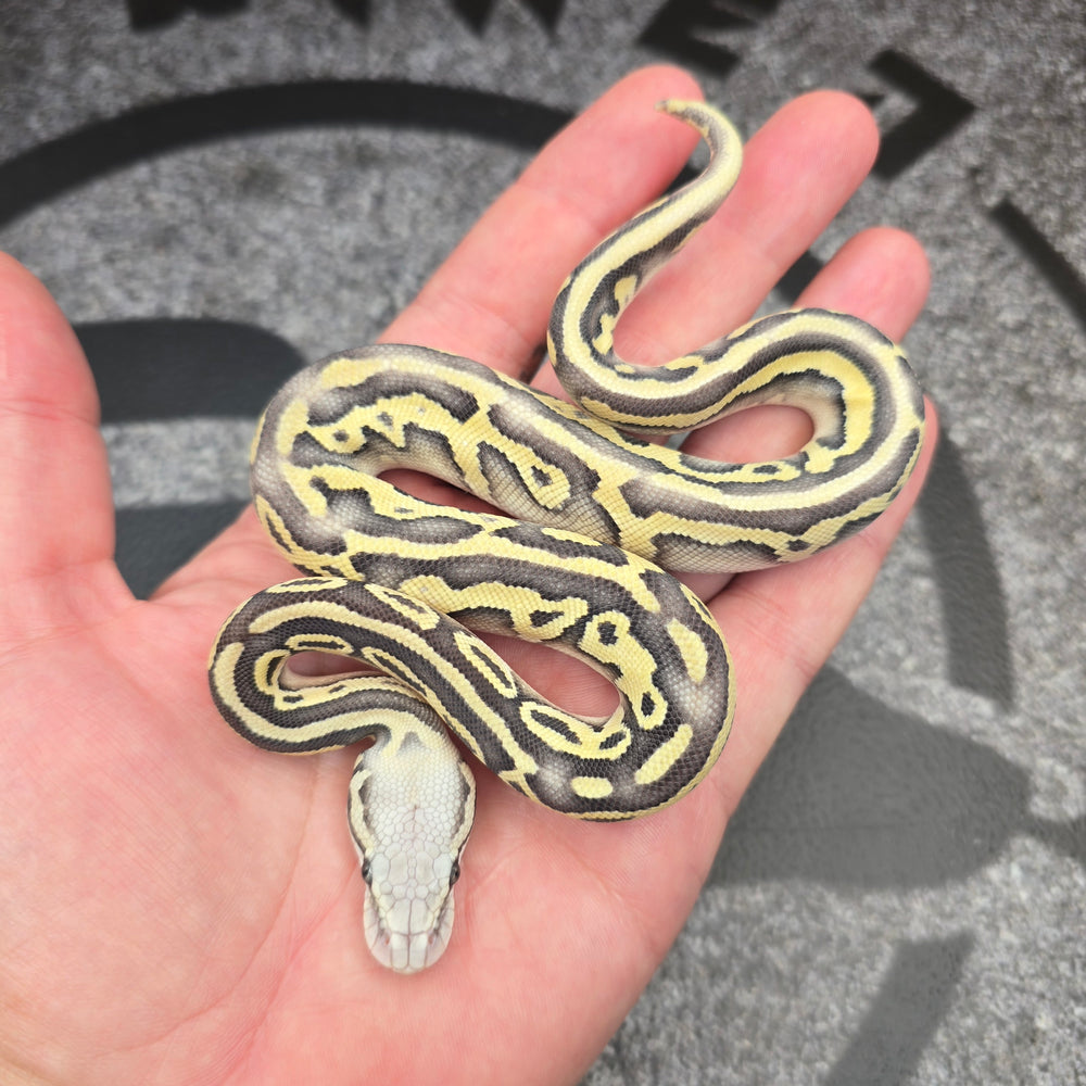 26 Pastel Butter Leopard YB DG het Hypo female