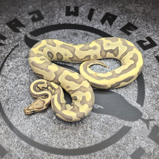 24 Leopard Vanilla YB Enchi Hypo het DG female