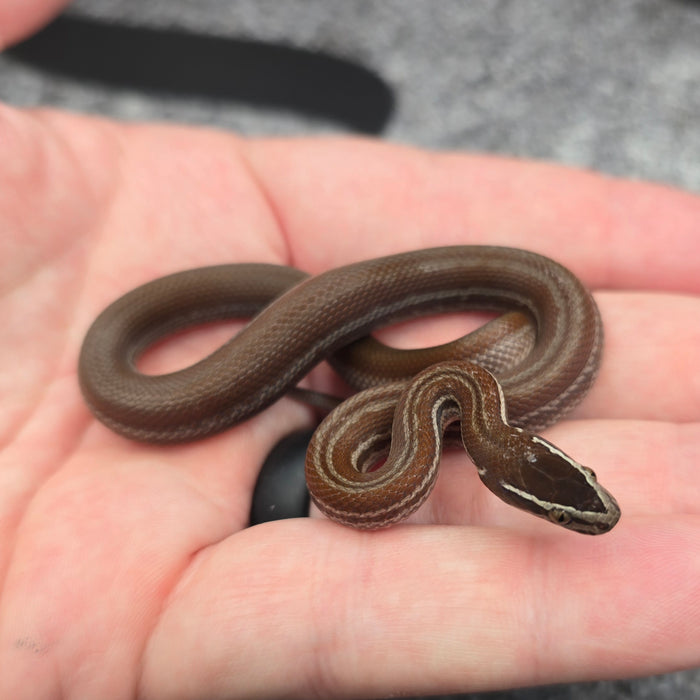 26 Pure Racerback Africa House Snake female F6
