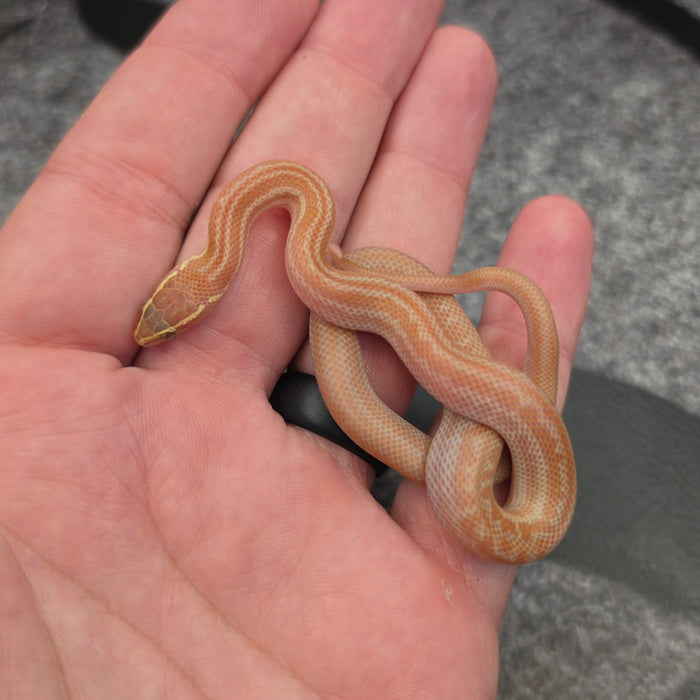26 Hypo Tpos Albino male 17M2