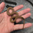 26 het Blue Eye het Tpos 50% het Hypo African House Snake female 09F6