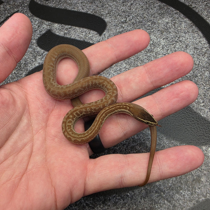 26 het Blue Eye het Tpos 50% het Hypo African House Snake female 09F6