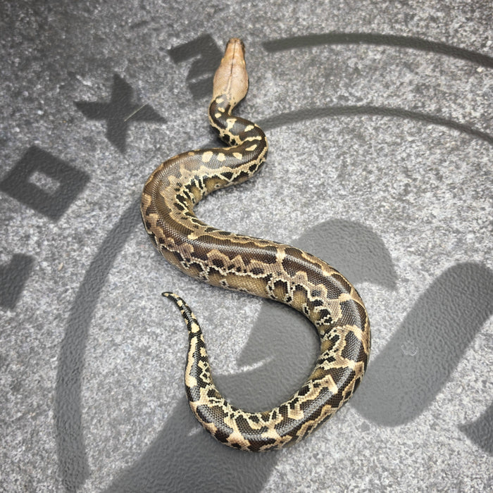 26 Chromehead Short Tail female F7