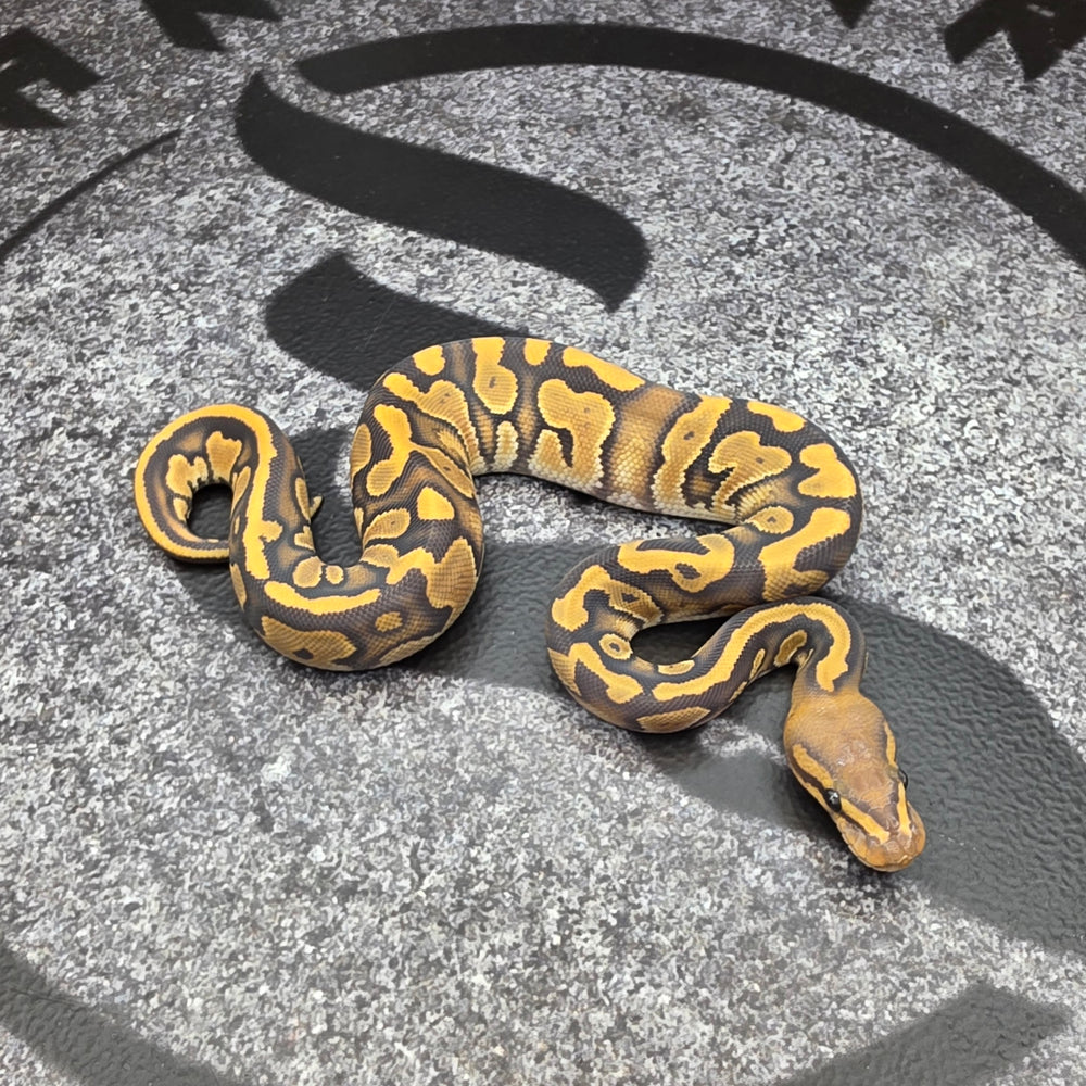 26 OD Chocolate Scrambler Hypo het Pied female
