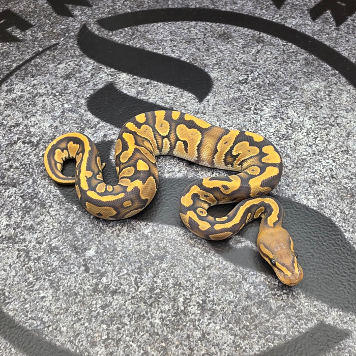 26 OD Chocolate Scrambler Hypo het Pied female