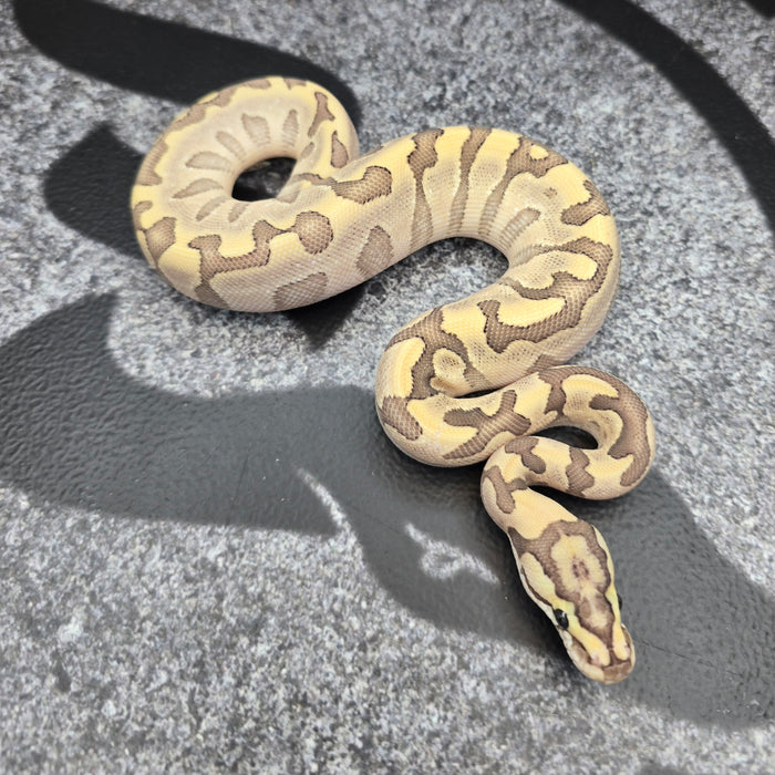 26 Bamboo het DG het Hypo pos Enchi YB Acid GHI female