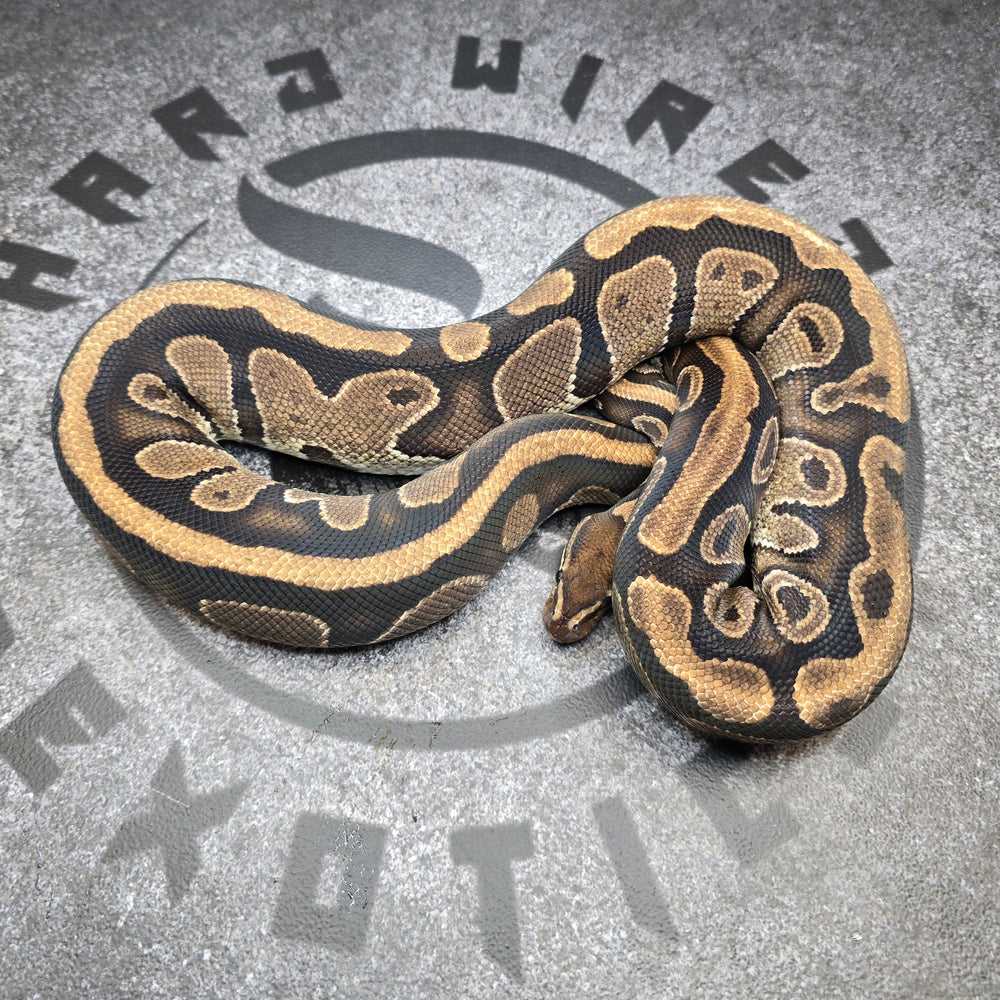 Proven Breeder Arroyo het Hypo het Pied female