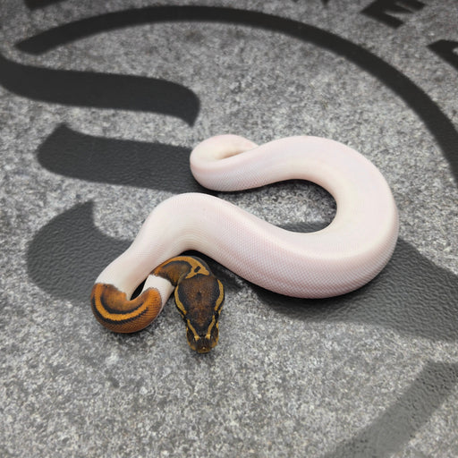 26 Jolt Pied female