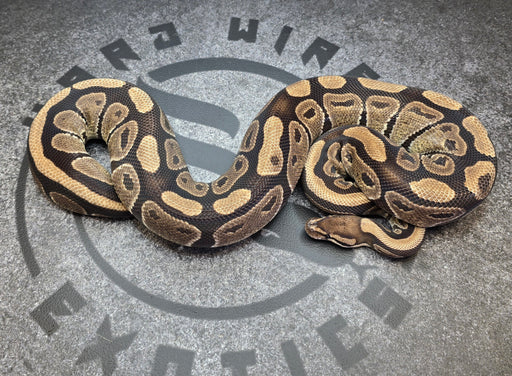 Double het DG Puzzle proven breeder female