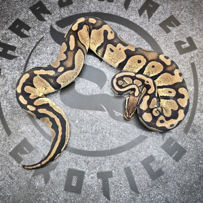 23 Pastel Chocolate het DG het Pied 50% het Hypo female