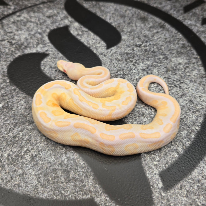 26 Cypress Black Pastel Albino male