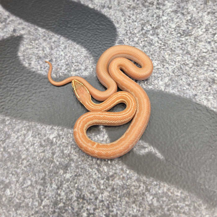 26 Tpos Albino het Hypo female 17F9