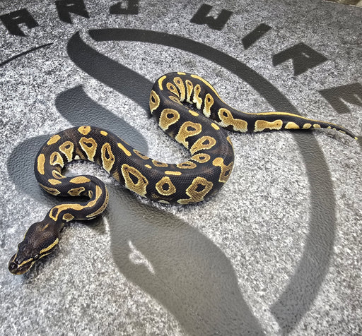 24 BH het DG 50% het Hypo female