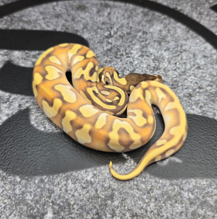 26 OD Enchi YB Mojave het Pied 50% het Hypo female