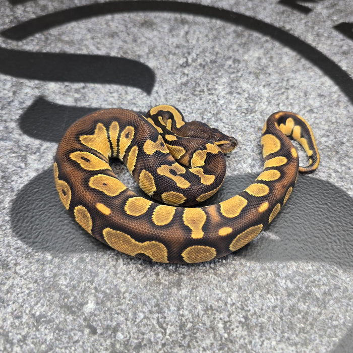 26 BH Enchi het Hypo het DG male