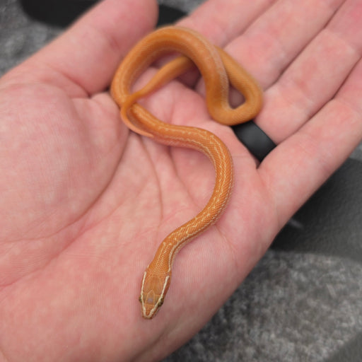 26 62.5%KZN Tpos Albino female 19F10
