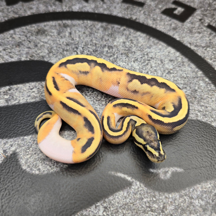 26 DG Pied female
