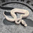 26 GHI Enchi Butter Cinnamon Chocolate Pastel Hypo 50% het Pied male