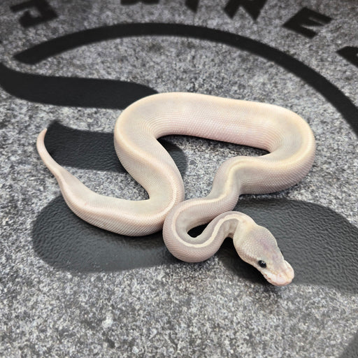 26 GHI Enchi Butter Cinnamon Chocolate Pastel Hypo 50% het Pied male