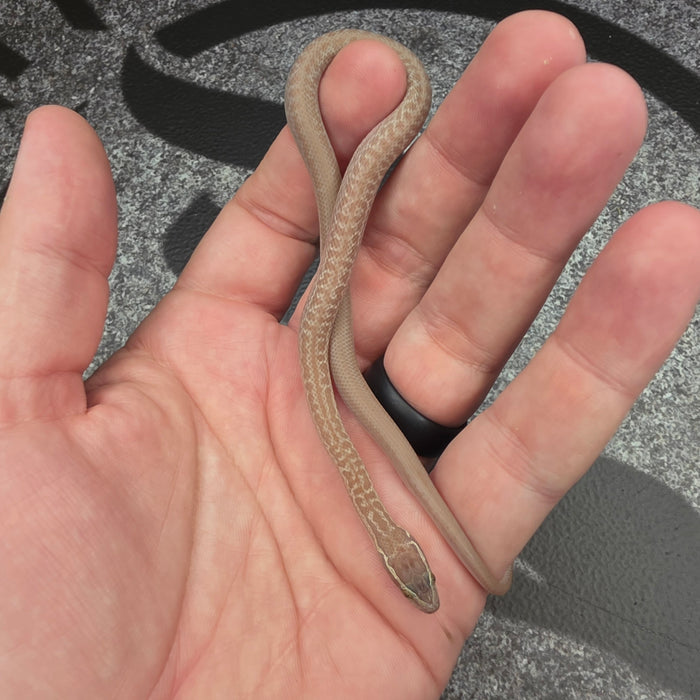 26 Hypo het Tpos African House Snake male 13M1