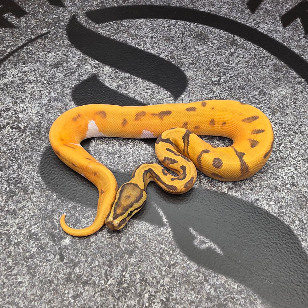 26 OD Enchi Hypo Pied pos Scrambler female