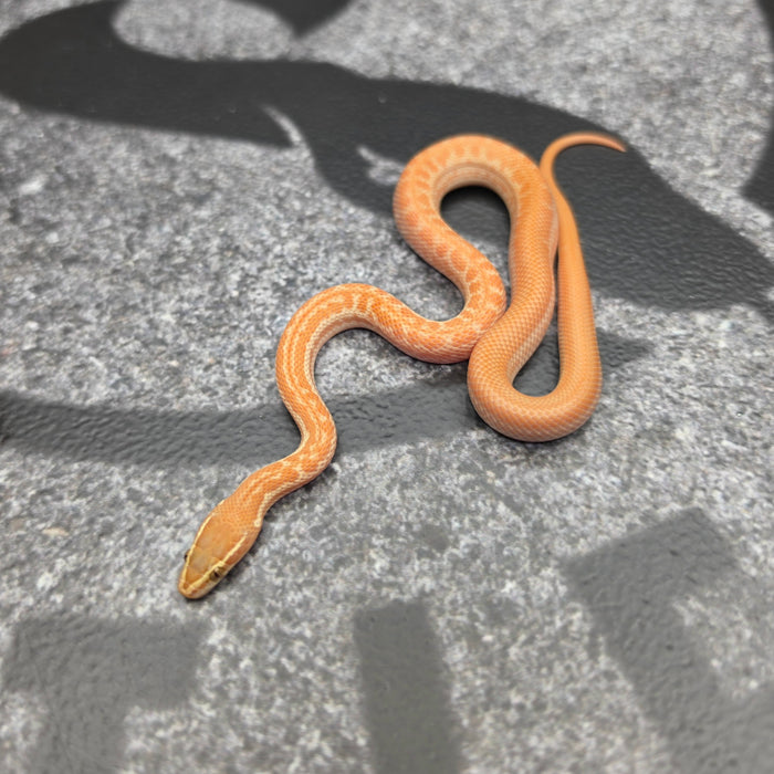 26 Tpos Albino het Blue Eye 50% het Hypo male 22M2