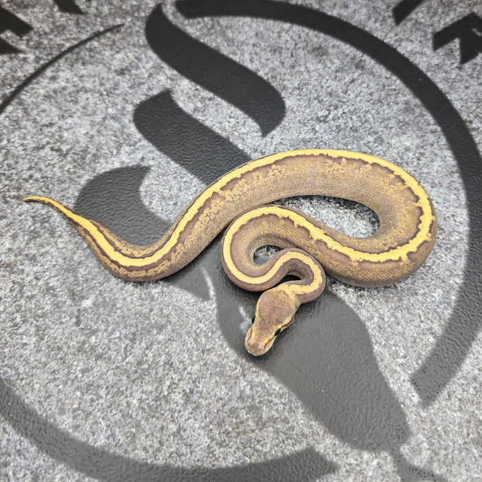 26 GHI Mojave Acid Pinstripe het Hypo female