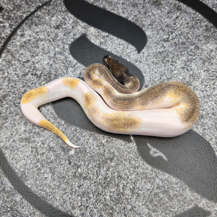 26 Black Head Mojave Enchi 50% het Hypo female