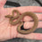 26 Children's Python 100het Black Eyed male