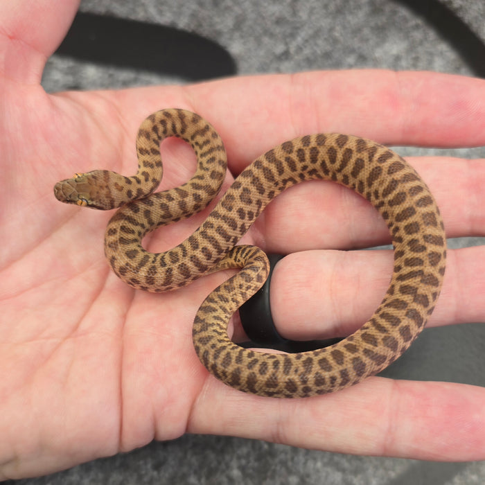 26 Children's Python 100het Black Eyed male