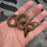 26 het Blue Eye het Tpos 50% het Hypo African House Snake female 09F6