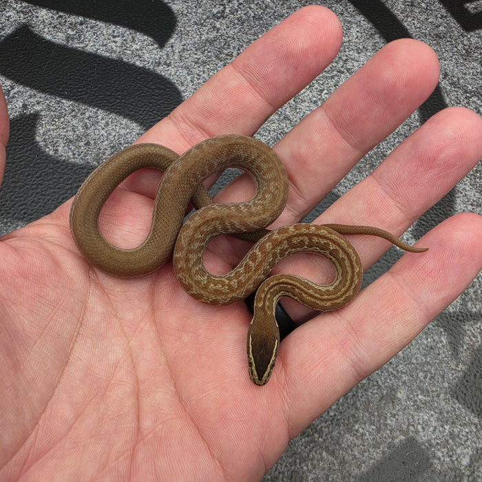 26 het Blue Eye het Tpos 50% het Hypo African House Snake female 09F6