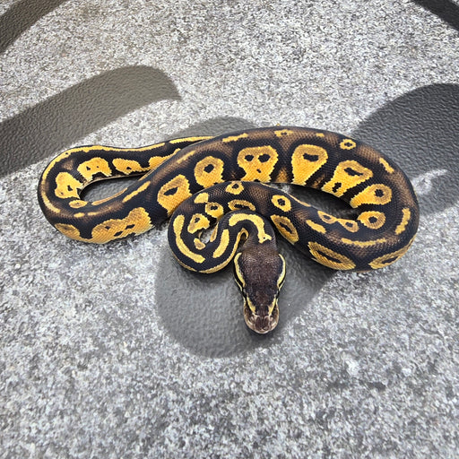 25 Pastel BH het DG 50% het Hypo male