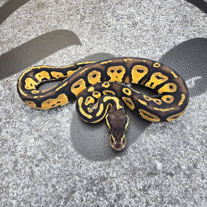 25 Pastel BH het DG 50% het Hypo male
