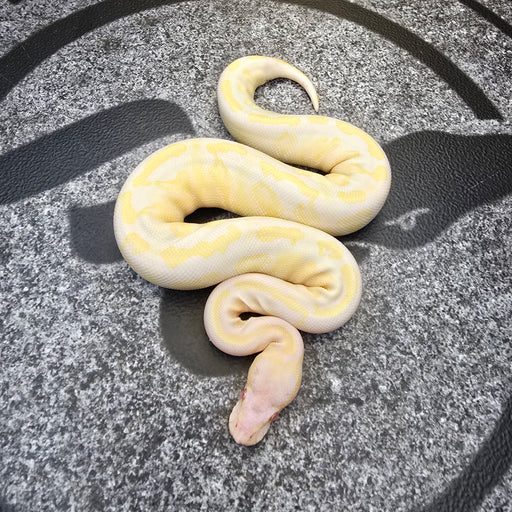 24 GHI Cypress? Mojave? Yb? Albino female