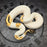 OD YB Pied het Hypo proven breeder male