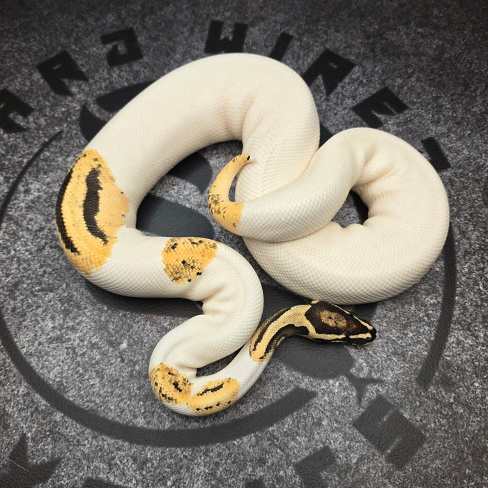 OD YB Pied het Hypo proven breeder male