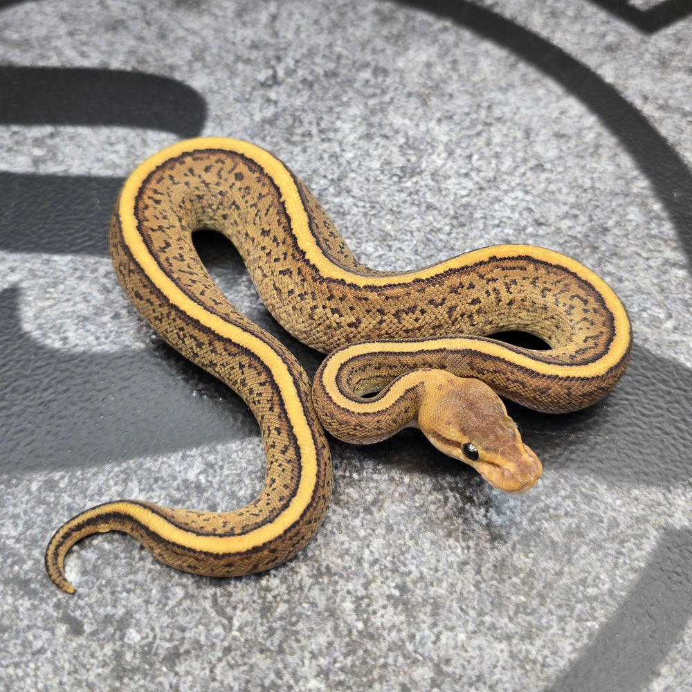 26 Fire Stranger Pinstripe het DG female
